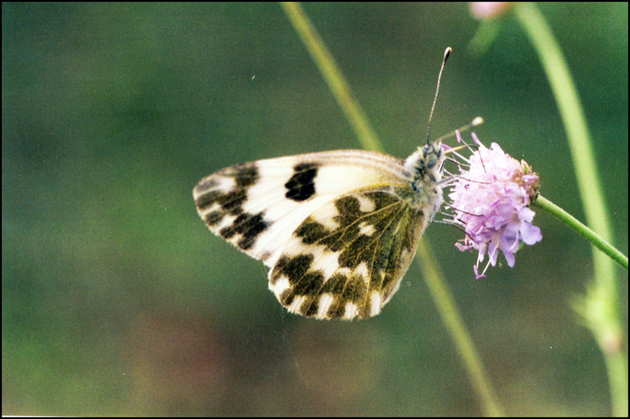 ponthia edusa?